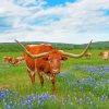 Aesthetic Bluebonnets And Longhorn Paint By Numbers