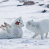 Animals In Snow Paint By Numbers