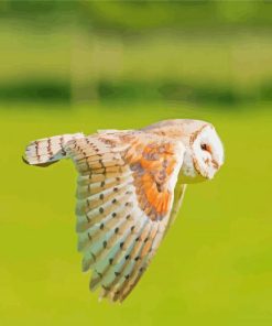 Barn Owl Wing Paint By Numbers