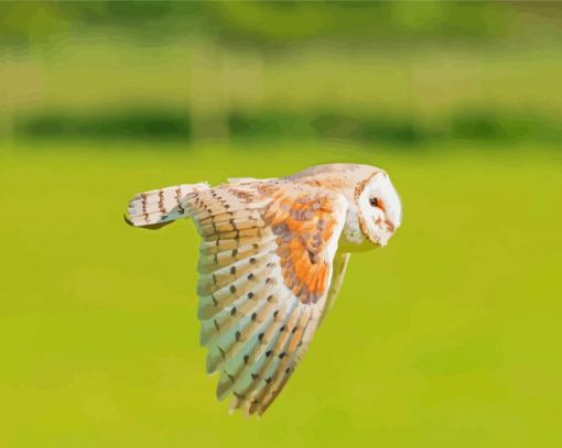 Barn Owl Wing Paint By Numbers