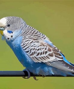 Blue Parakeet Bird Paint By Numbers