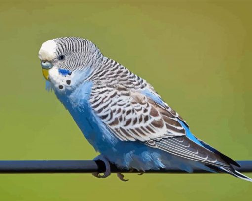 Blue Parakeet Bird Paint By Numbers