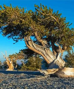 Bristlecone Pine Nevada Paint By Numbers
