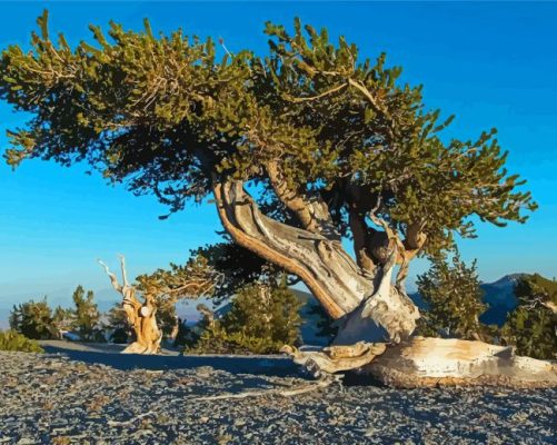 Bristlecone Pine Nevada Paint By Numbers