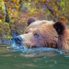 Bear In Water Paint By Numbers