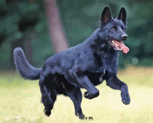 Black Shepherd Paint By Numbers