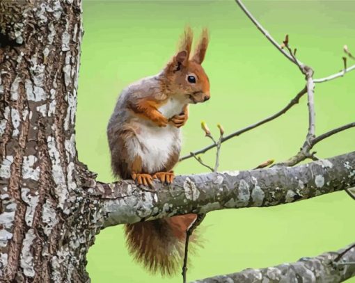 Red Squirrel On A Branch Paint By Numbers