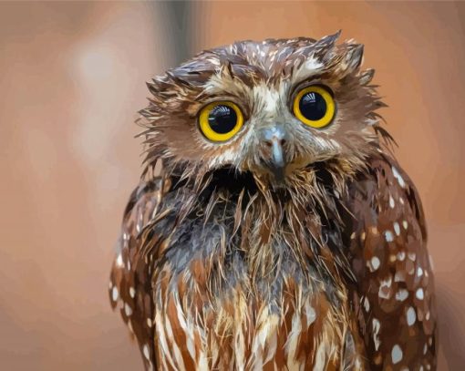 Australian Ninox Boobook Paint By Numbers