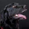 Flat Coated Retriever Head Paint By Numbers