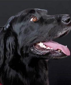 Flat Coated Retriever Head Paint By Numbers