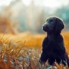 Flat Coated Retriever Puppy Paint By Numbers