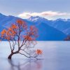 Lake Wanaka Tree New Zealand Paint By Numbers