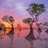 Mangrove Trees Sunset Scene Paint By Numbers