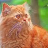 Orange Tabby Persian Cat Paint By Numbers