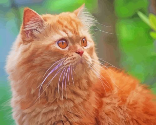 Orange Tabby Persian Cat Paint By Numbers