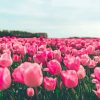 Pink Tulips Flowers In Field Paint By Numbers