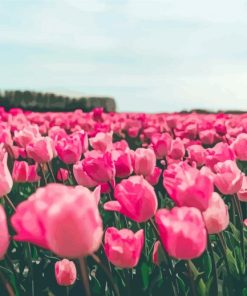 Pink Tulips Flowers In Field Paint By Numbers