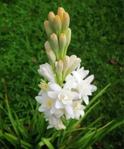 Tuberose Plant Flowers Paint By Numbers