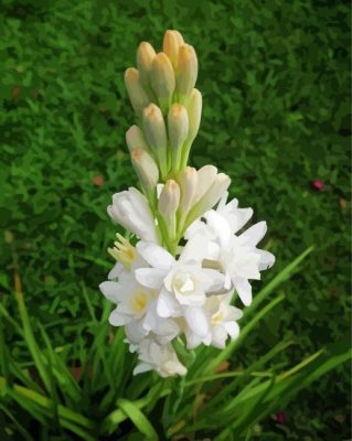 Tuberose Plant Flowers Paint By Numbers