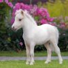 White Mini Horse Paint By Numbers