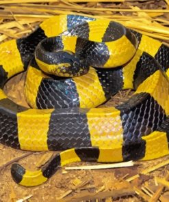 Banded Krait Snake Paint By Numbers
