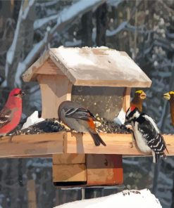Birds At Bird Feeder Paint By Numbers