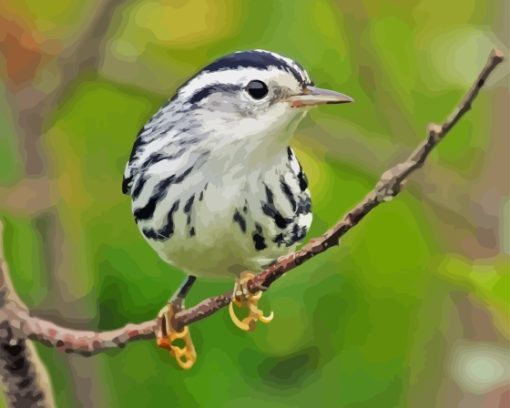 Black And White Bird Paint By Numbers