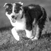 Black And White Texas Heeler Paint By Numbers