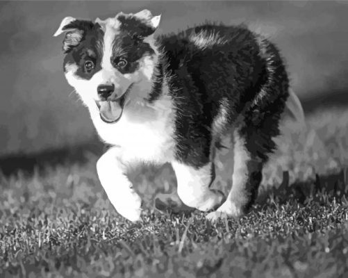 Black And White Texas Heeler Paint By Numbers