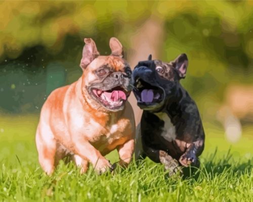 Black And Beige Bulldogs Playing Paint By Numbers