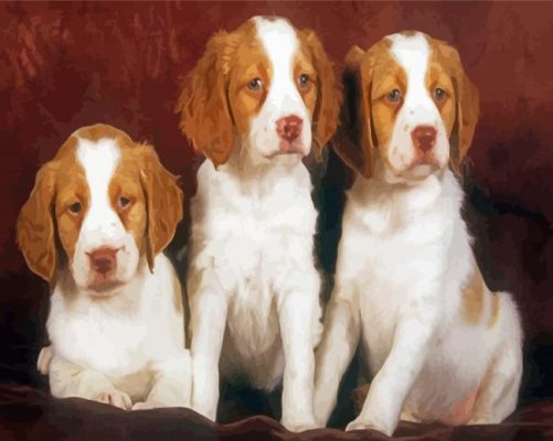 Brittany Puppies Paint By Numbers