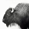 Buffalo Black And White Animal Paint By Numbers