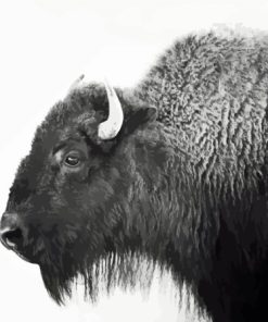 Buffalo Black And White Animal Paint By Numbers