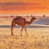 Dubai Desert Camel Paint By Numbers