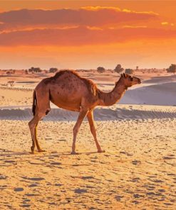 Dubai Desert Camel Paint By Numbers