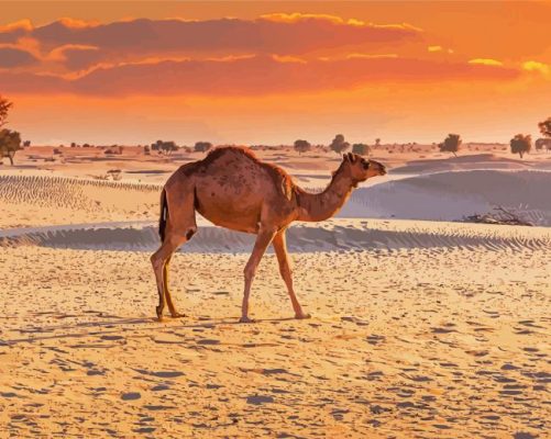 Dubai Desert Camel Paint By Numbers