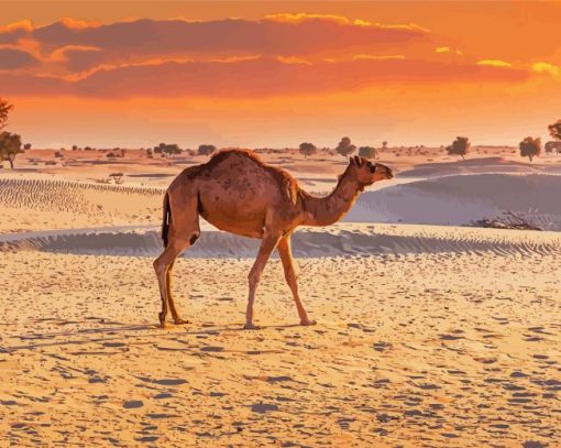 Dubai Desert Camel Paint By Numbers