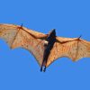 Flying Giant Golden Crowned Flying Fox Paint By Numbers