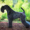 Kerry Blue Terrier Paint By Numbers