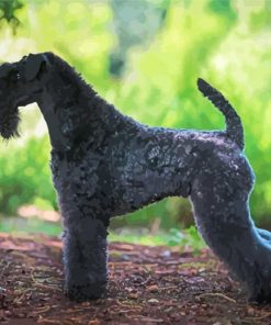 Kerry Blue Terrier Paint By Numbers
