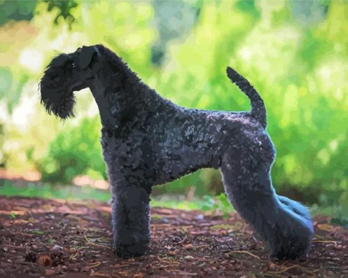 Kerry Blue Terrier Paint By Numbers