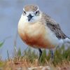 New Zealand Dotterel Paint By Numbers