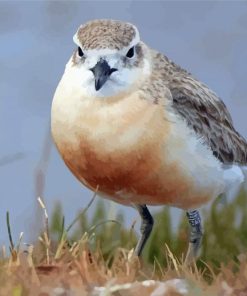 New Zealand Dotterel Paint By Numbers