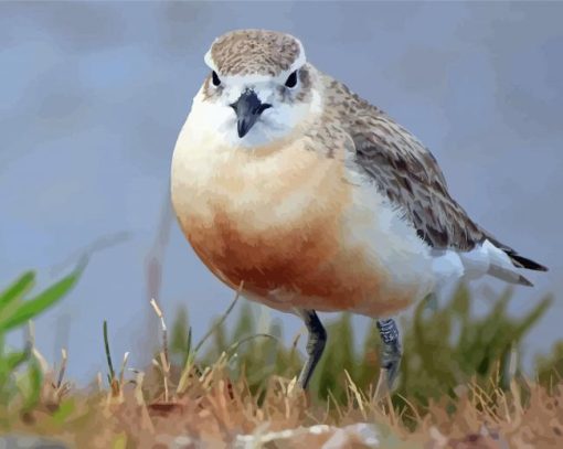 New Zealand Dotterel Paint By Numbers