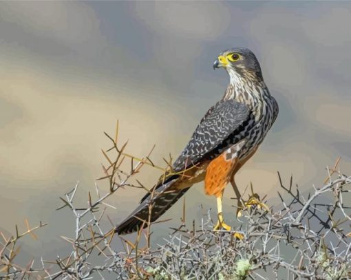 New Zealand Falcon Paint By Numbers