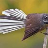 New Zealand Fantail Paint By Numbers