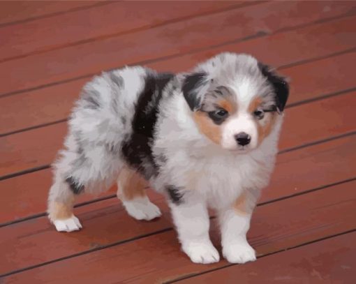 Puppy Mini Australian Shepherd Paint By Numbers