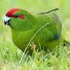 Red Crowned Parakeet Bird Paint By Numbers