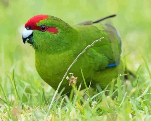 Red Crowned Parakeet Bird Paint By Numbers