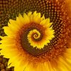Spiral Sunflower Paint By Numbers